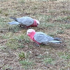 Eolophus roseicapilla at Braddon, ACT - 18 Sep 2024 05:00 PM