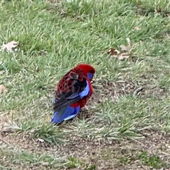 Platycercus elegans (Crimson Rosella) at Braddon, ACT - 18 Sep 2024 by Hejor1