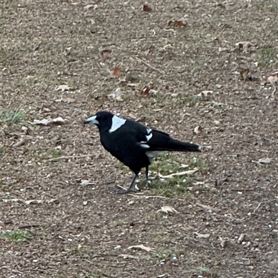 Gymnorhina tibicen (Australian Magpie) at Braddon, ACT - 18 Sep 2024 by Hejor1