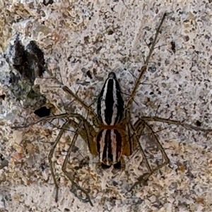 Oxyopes gracilipes at Russell, ACT - 19 Sep 2024 02:09 PM