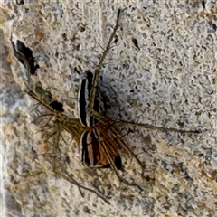 Oxyopes gracilipes at Russell, ACT - 19 Sep 2024