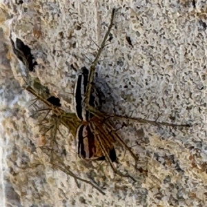 Oxyopes gracilipes at Russell, ACT - 19 Sep 2024 02:09 PM