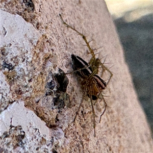 Oxyopes gracilipes at Russell, ACT - 19 Sep 2024 02:09 PM