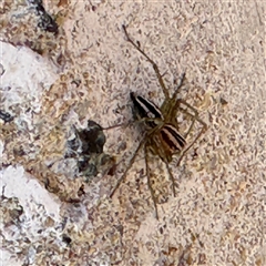 Oxyopes gracilipes at Russell, ACT - 19 Sep 2024 02:09 PM