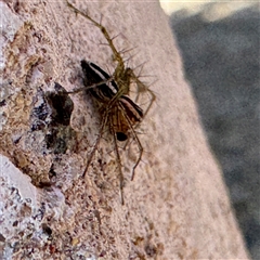 Oxyopes gracilipes at Russell, ACT - 19 Sep 2024 02:09 PM