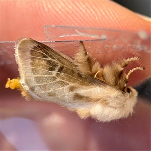 Doratifera pinguis at Braddon, ACT - 20 Sep 2024