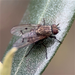 Helina sp. (genus) (Muscid fly) at Reid, ACT - 20 Sep 2024 by Hejor1