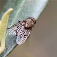 Helina sp. (genus) at Reid, ACT - 20 Sep 2024 04:40 PM