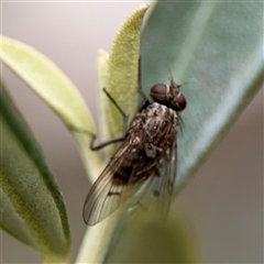 Helina sp. (genus) at Reid, ACT - 20 Sep 2024