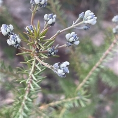 Conospermum taxifolium (Variable Smoke-bush) at Tianjara, NSW - 21 Aug 2024 by JaneR