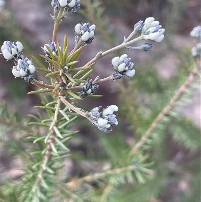 Conospermum taxifolium (Variable Smoke-bush) at Tianjara, NSW - 21 Aug 2024 by JaneR