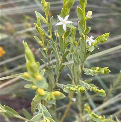 Olax stricta (Olax) at Tianjara, NSW - 21 Aug 2024 by JaneR