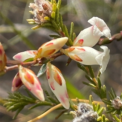 Epacris obtusifolia (Blunt-leaf Heath) at Tianjara, NSW - 21 Aug 2024 by JaneR