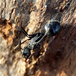 Polyrhachis sp. (genus) at Reid, ACT - 20 Sep 2024 05:07 PM