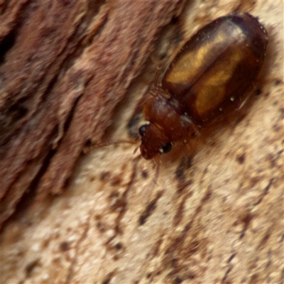 Agonocheila sp. (genus) at Campbell, ACT - 20 Sep 2024 by Hejor1