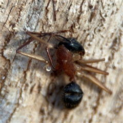 Camponotus nigriceps (Black-headed sugar ant) at Campbell, ACT - 20 Sep 2024 by Hejor1