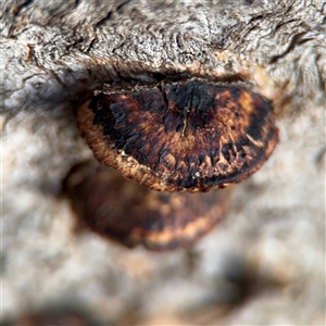 Hexagonia vesparia at Reid, ACT - 20 Sep 2024 05:19 PM