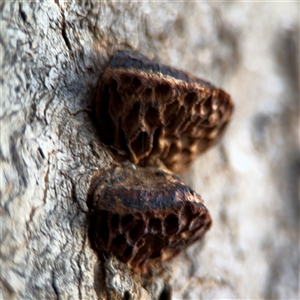 Hexagonia vesparia at Reid, ACT - 20 Sep 2024 05:19 PM