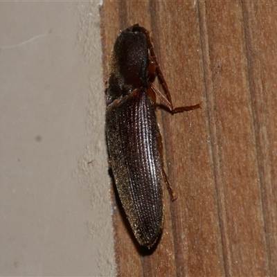 Monocrepidius (genus) at Freshwater Creek, VIC - 3 Sep 2021 by WendyEM