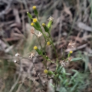 Senecio sp. at Acton, ACT - 4 Aug 2024 03:39 PM