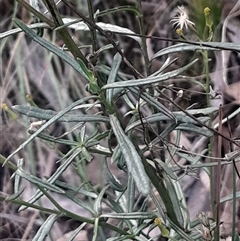 Senecio sp. at Acton, ACT - 4 Aug 2024 03:39 PM