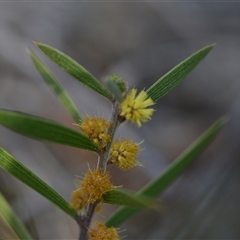 Acacia lanigera var. lanigera (Woolly Wattle, Hairy Wattle) at Aranda, ACT - 18 Sep 2024 by Venture