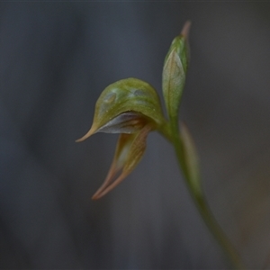 Oligochaetochilus aciculiformis at Bruce, ACT - suppressed