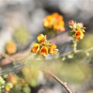 Pultenaea procumbens at Bruce, ACT - 18 Sep 2024 02:53 PM