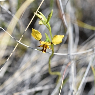 Diuris nigromontana (Black Mountain Leopard Orchid) at Bruce, ACT - 18 Sep 2024 by Venture