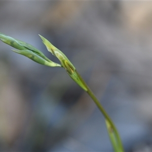 Diuris sp. at Bruce, ACT - 18 Sep 2024