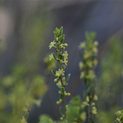 Phyllanthus occidentalis (Thyme Spurge) at Bruce, ACT - 18 Sep 2024 by Venture