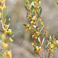 Acacia buxifolia subsp. buxifolia (Box-leaf Wattle) at Bruce, ACT - 18 Sep 2024 by Venture