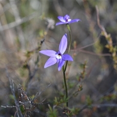 Glossodia major (Wax Lip Orchid) at Aranda, ACT - 18 Sep 2024 by Venture