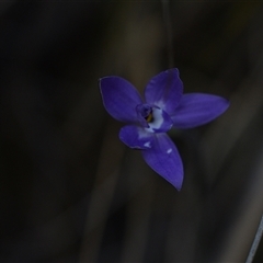 Glossodia major (Wax Lip Orchid) at Yarralumla, ACT - 18 Sep 2024 by Venture