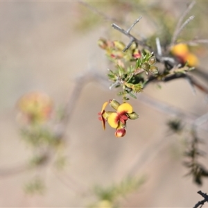 Dillwynia phylicoides at Yarralumla, ACT - 18 Sep 2024