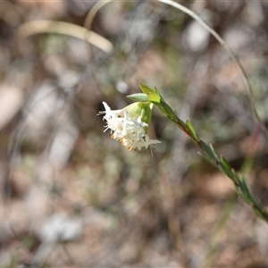 Pimelea linifolia subsp. linifolia at Yarralumla, ACT - 18 Sep 2024