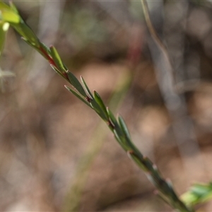 Pimelea linifolia subsp. linifolia at Yarralumla, ACT - 18 Sep 2024