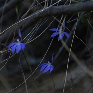 Cyanicula caerulea at Yarralumla, ACT - 18 Sep 2024