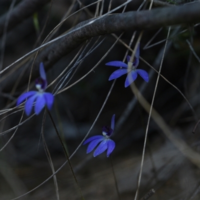 Cyanicula caerulea (Blue Fingers, Blue Fairies) at Yarralumla, ACT - 18 Sep 2024 by Venture