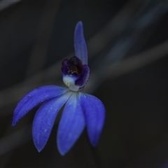 Cyanicula caerulea at Yarralumla, ACT - 18 Sep 2024