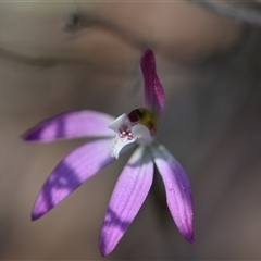 Caladenia fuscata (Dusky Fingers) at Yarralumla, ACT - 18 Sep 2024 by Venture