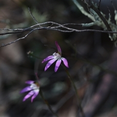 Caladenia fuscata at Yarralumla, ACT - 18 Sep 2024