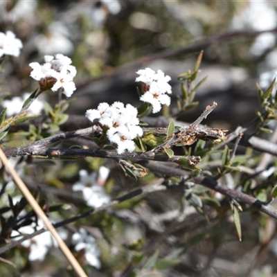 Leucopogon virgatus (Common Beard-heath) at Yarralumla, ACT - 18 Sep 2024 by Venture