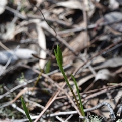 Diuris sp. (A Donkey Orchid) at Yarralumla, ACT - 18 Sep 2024 by Venture