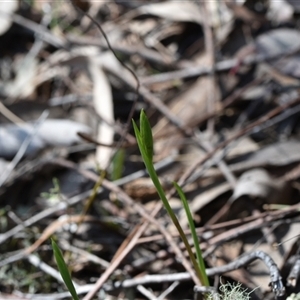 Diuris sp. at Yarralumla, ACT - suppressed