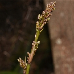 Dianella tasmanica (Tasman Flax Lily) at Paddys River, ACT - 15 Sep 2024 by Venture