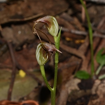 Pterostylis pedunculata (Maroonhood) at Paddys River, ACT - 15 Sep 2024 by Venture