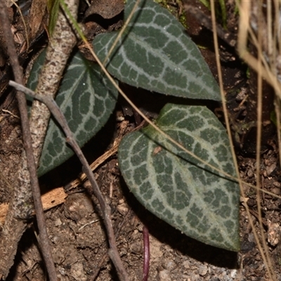 Clematis aristata (Mountain Clematis) at Paddys River, ACT - 15 Sep 2024 by Venture