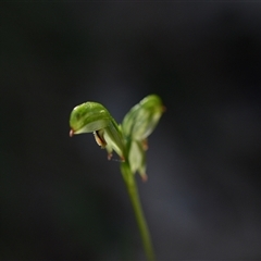 Bunochilus montanus (ACT) = Pterostylis jonesii (NSW) (Montane Leafy Greenhood) at Paddys River, ACT - 15 Sep 2024 by Venture