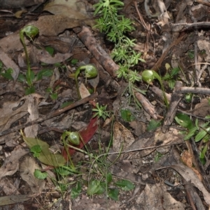 Pterostylis nutans at Paddys River, ACT - 15 Sep 2024